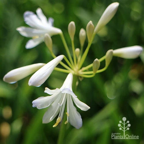 Agapanthus Silver Baby 9 Agapanthus Silver Baby - Image 7