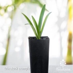 Agapanthus Snowball -Australian Plants Online Sales apo agapanthus snowball tubestock