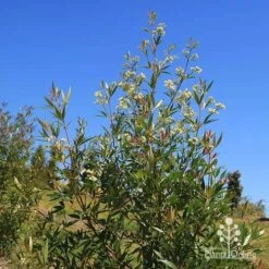 Ceratopetalum Alberys Red - Christmas Bush -Australian Plants Online Sales apo alberys red flowering sept