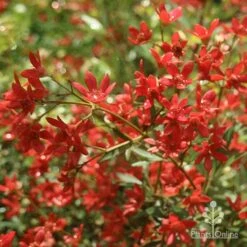 Ceratopetalum Alberys Red - Christmas Bush -Australian Plants Online Sales apo alberys red flowers november