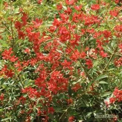 Ceratopetalum Alberys Red - Christmas Bush -Australian Plants Online Sales apo alberys red november