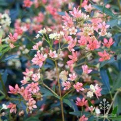Ceratopetalum Alberys Red - Christmas Bush -Australian Plants Online Sales apo alberys red pre flowering