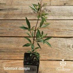 Ceratopetalum Alberys Red - Christmas Bush -Australian Plants Online Sales apo alberys red tubestock sun