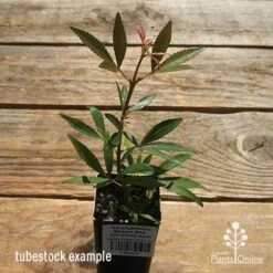 Ceratopetalum Alberys Red - Christmas Bush -Australian Plants Online Sales apo alberys tubestock