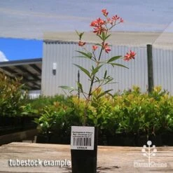 Ceratopetalum Alberys Red - Christmas Bush -Australian Plants Online Sales apo alberys tubestock 1
