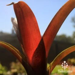 Alcantarea Imperialis Rubra - Bromeliad -Australian Plants Online Sales apo alcantarea rubra tubestock colour