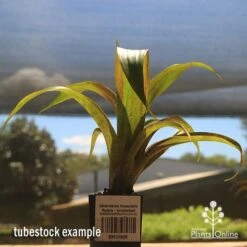 Alcantarea Imperialis Rubra - Bromeliad -Australian Plants Online Sales apo alcantarea rubra tubestock large