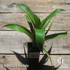 Alcantarea Imperialis Rubra - Bromeliad -Australian Plants Online Sales apo alcantarea rubra tubestock large top