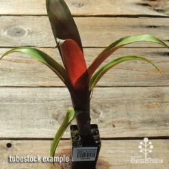 Alcantarea Imperialis Rubra - Bromeliad -Australian Plants Online Sales apo alcantarea rubra tubestock top