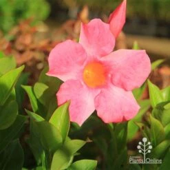 Mandevilla All Season Pink -Australian Plants Online Sales apo all season pink afternoon sun