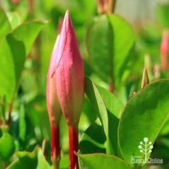 Mandevilla All Season Pink -Australian Plants Online Sales apo all season pink buds 1