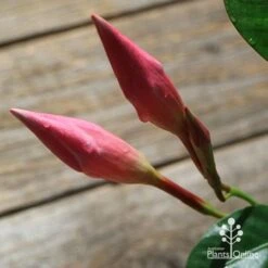 Mandevilla All Season Pink -Australian Plants Online Sales apo all season pink buds 2