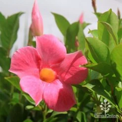 Mandevilla All Season Pink -Australian Plants Online Sales apo all season pink colour