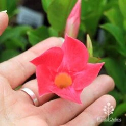 Mandevilla All Season Pink -Australian Plants Online Sales apo all season pink flower size