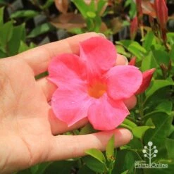 Mandevilla All Season Pink -Australian Plants Online Sales apo all season pink size