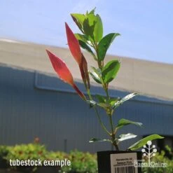 Mandevilla All Season Pink -Australian Plants Online Sales apo all season pink tubestock with buds