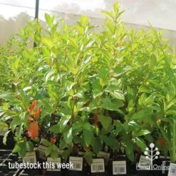 Tibouchina Allure -Australian Plants Online Sales apo allure big