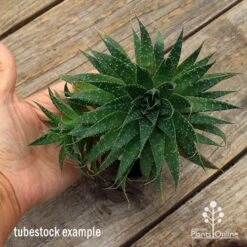 Aloe Aristata - Lace Aloe - Succulent 14 Aloe Aristata - Lace Aloe - Succulent -Australian Plants Online Sales apo aloe aristata supersize