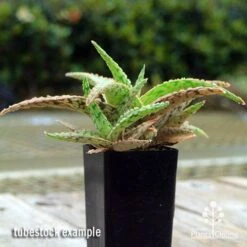 Aloe Pink Blush - Succulent -Australian Plants Online Sales apo aloe pink blush 1