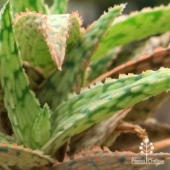 Aloe Pink Blush - Succulent -Australian Plants Online Sales apo aloe pink blush colours
