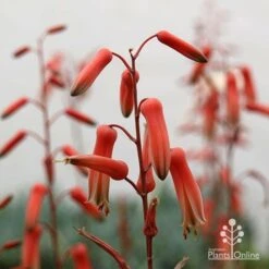 Aloe Pink Blush - Succulent -Australian Plants Online Sales apo aloe pink blush flowers