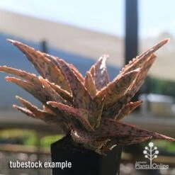 Aloe Pink Blush - Succulent -Australian Plants Online Sales apo aloe pink blush in winter