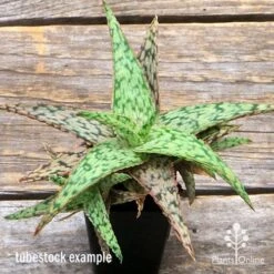 Aloe Pink Blush - Succulent -Australian Plants Online Sales apo aloe pink blush top