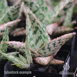 Aloe Pink Blush - Succulent -Australian Plants Online Sales apo aloe pink blush tubestock