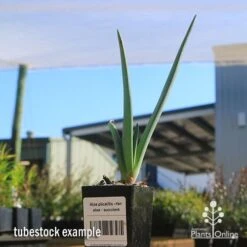 Aloe Plicatilis - Fan Aloe - Succulent -Australian Plants Online Sales apo aloe plicatilis tubestock