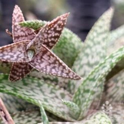 Aloe Quicksilver - Succulent -Australian Plants Online Sales apo aloe quicksilver colours