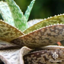 Aloe Quicksilver - Succulent -Australian Plants Online Sales apo aloe quicksilver colours 1