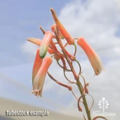Aloe Quicksilver - Succulent -Australian Plants Online Sales apo aloe quicksilver flowers 1