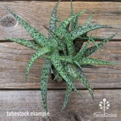 Aloe Quicksilver - Succulent -Australian Plants Online Sales apo aloe quicksilver green top
