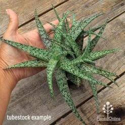 Aloe Quicksilver - Succulent -Australian Plants Online Sales apo aloe quicksilver supersize