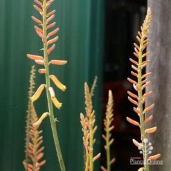 Aloe Vera - Succulent -Australian Plants Online Sales apo aloe vera buds