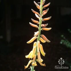 Aloe Vera - Succulent -Australian Plants Online Sales apo aloe vera flower sun