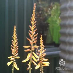 Aloe Vera - Succulent -Australian Plants Online Sales apo aloe vera flowers winter