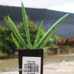 Aloe Vera - Succulent -Australian Plants Online Sales apo aloe vera tubestock