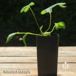 Anemone Fall In Love Sweetly- Japanese Anemone -Australian Plants Online Sales apo anemone fall in love tubestock