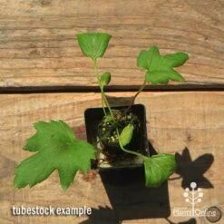 Anemone Fall In Love Sweetly- Japanese Anemone -Australian Plants Online Sales apo anemone fall in love tubestock top