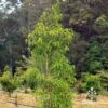Backhousia Anisata - Aniseed Myrtle -Australian Plants Online Sales apo anisata nursery planting