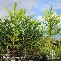 Grevillea Baileyana - Brown Silky Oak -Australian Plants Online Sales apo april baileyana