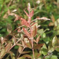 Austromyrtus Blush - Pink Midgem Berry -Australian Plants Online Sales apo austromyrtus blush foliage