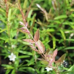 Austromyrtus Blush - Pink Midgem Berry -Australian Plants Online Sales apo austromyrtus blush leaf colour