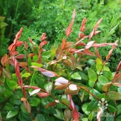 Austromyrtus Blush - Pink Midgem Berry -Australian Plants Online Sales apo austromyrtus blush new foliage