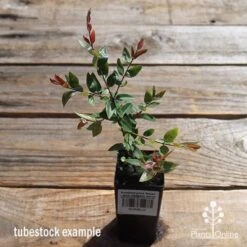 Austromyrtus Blush - Pink Midgem Berry -Australian Plants Online Sales apo austromyrtus blush tubestock
