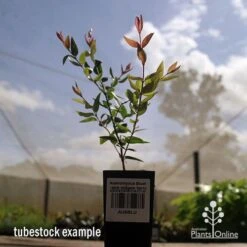 Austromyrtus Blush - Pink Midgem Berry -Australian Plants Online Sales apo austromyrtus blush tubestock2