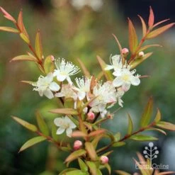 Austromyrtus Dulcis - Midgem Berry
