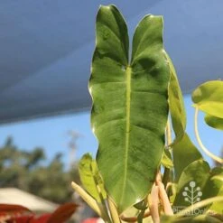 Philodendron Imbe -Australian Plants Online Sales apo baby imbe leaf