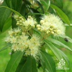 Backhousia Citriodora - Lemon Myrtle -Australian Plants Online Sales apo backhousia bee